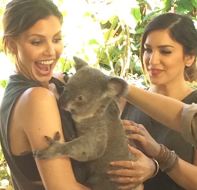 CC & Koala
