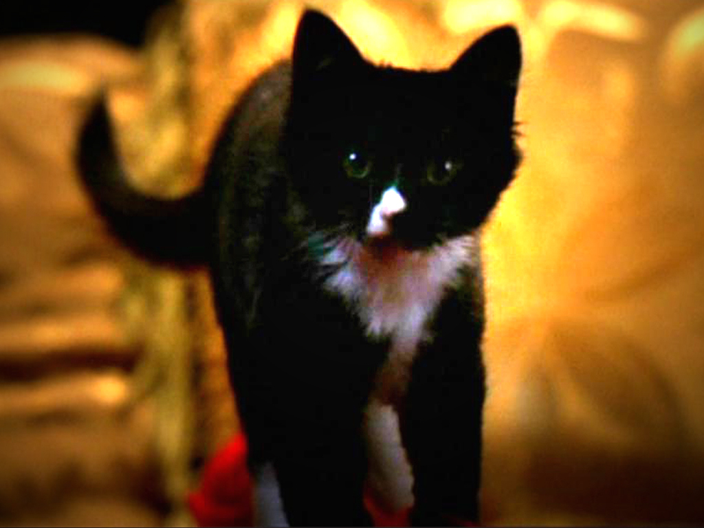 Miss Kitty Fantastico